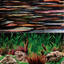 Aquarium Fish Tank Background Double Side Poster 40"(100cm)*3ft/4ft/5ft/6ft